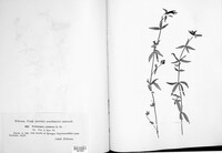 Peronospora calotheca image